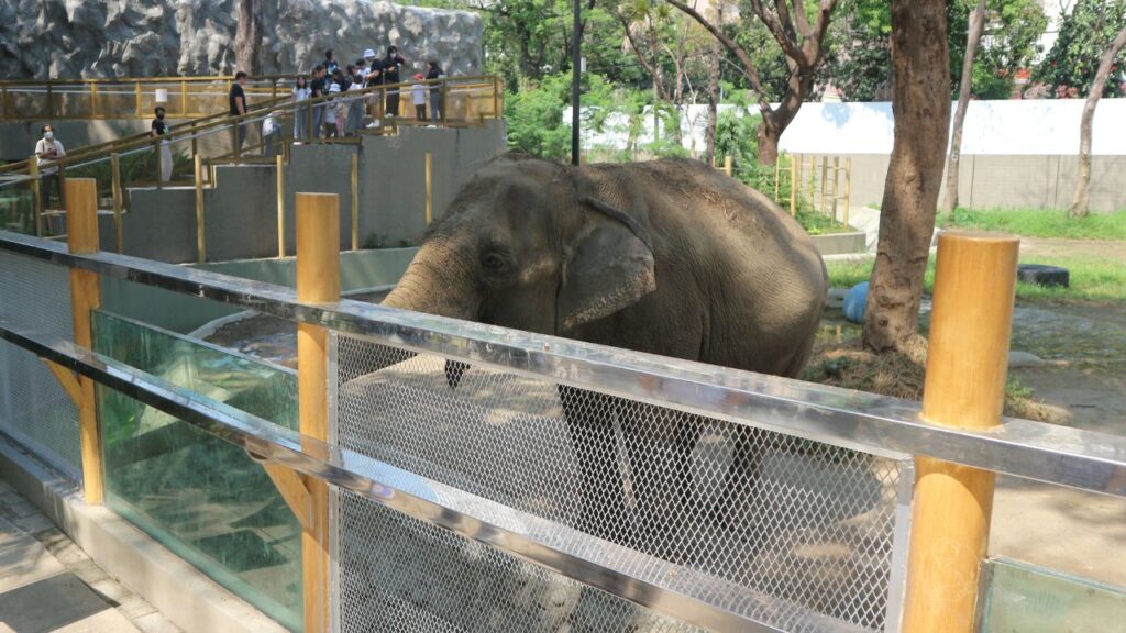 Manila zoo elephant